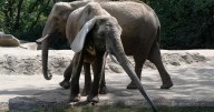 Pittsburgh Zoo moving 2 elephants to conservation center with hope of growing herd