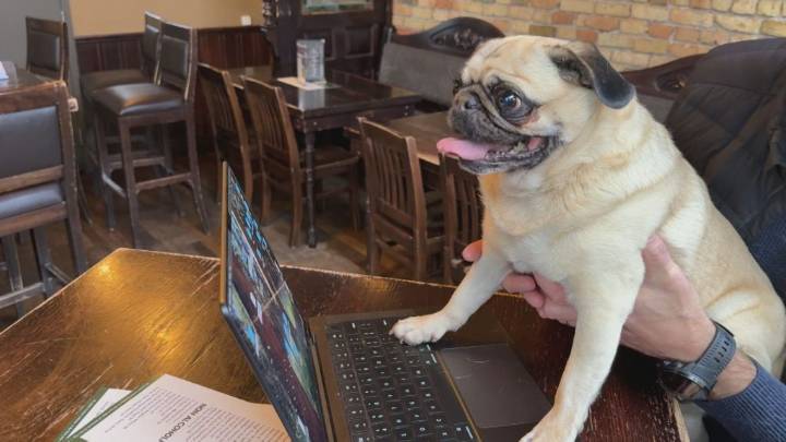 Alberta dog earns liquor certification, raising alarms over AI and ID verification