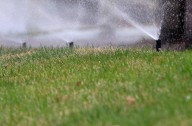 Las Vegas trees may be a necessary casualty in water crisis 