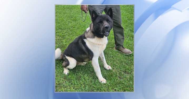 Lillington dog owner, bite victim share conflicting story after attack :: WRAL.com