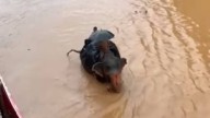 Assam: Elephant wades through flooded streets of Sonapur as heavy rains lash Guwahati and nearby areas
