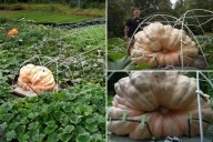 Man shares how he competitively grows giant pumpkins