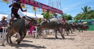 A beauty pageant for buffaloes in Thailand raises status of the humble animal |