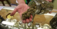 Florida's medical marijuana license battle heats up in months