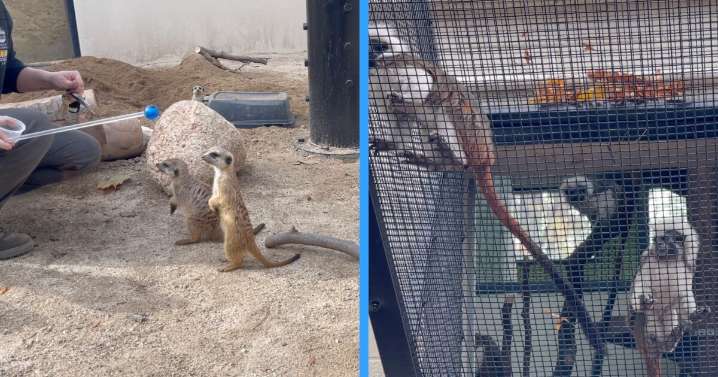 Big space, compact critters: Zoo Boise opens new small animal kingdom