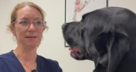 Dogs may hold answer on how valley fever is spreading in California