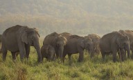 Elephant Attack in Ganjam Claims Life of Local Resident