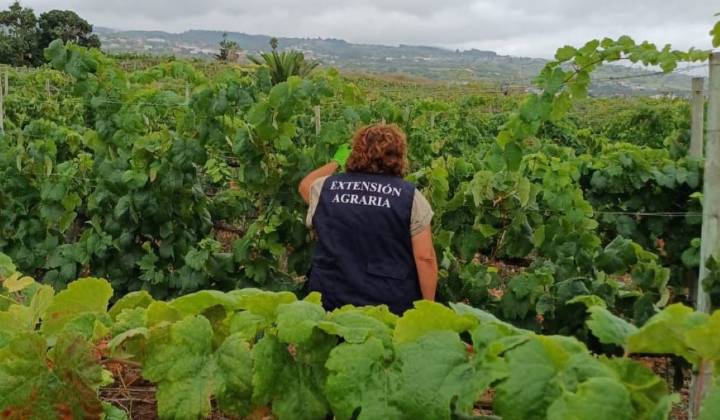 Detectan un nuevo brote de filoxera en Tenerife