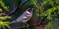Día Mundial de las Aves Migratorias: científicos revelaron cómo es la travesía nocturna en el trópico