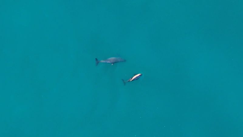 La vaquita marina sigue viva: reportan avistamiento de hasta 10 ejemplares y nuevas crías