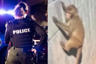 Photos of Monkeys Loose in New Jersey Are ‘Likely AI