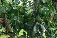 Mantiene Edomex declaratoria de zona libre de plagas del aguacate