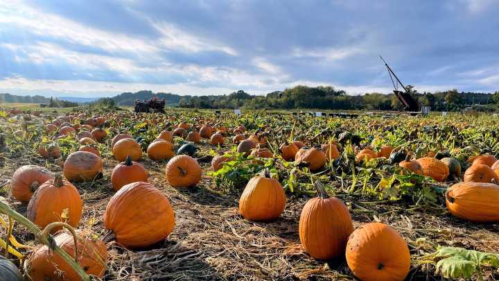 Upstate NY farm with pumpkin cannon named one of America’s best pumpkin patches