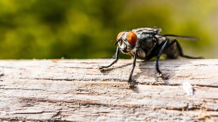 Olvidate de las moscas: 3 trucos caseros para mantener tu cocina libre de insectos