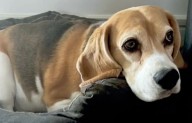 Aaron Ramsey ofrece recompensa por su perrita ‘Halo’ desaparecida