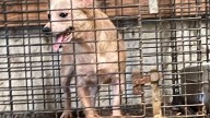 16 dogs rescued in Van Zandt County, found drinking 'feces