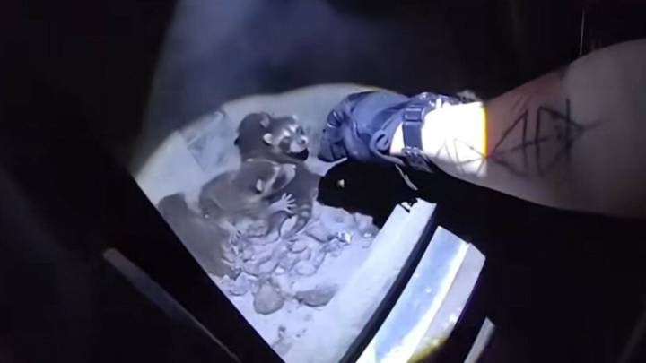 Colorado Family Discovers Unexpected Guests Nesting Inside Their Woodstove