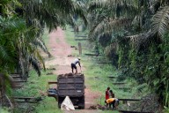 Analysis-Fear grips Indonesian palm oil industry as military seizes plantations