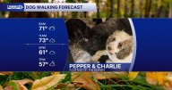 A delightful dog duo of Charlie and Pepper on a rainy Sunday