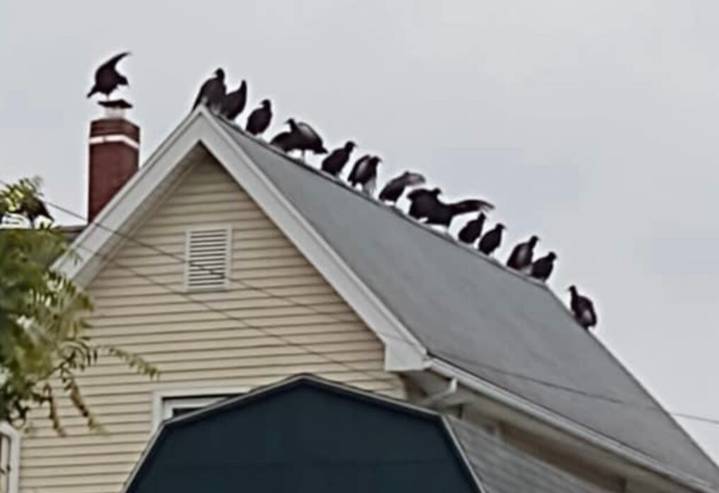 Why are so many vultures flocking to Hershey? National study aims to find out