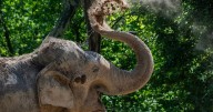 ‘Call on the Government to help protect elephants and dolphins from cruel tourist abuse’
