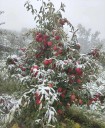 Untimely snowfall damages apple orchards in Lahaul