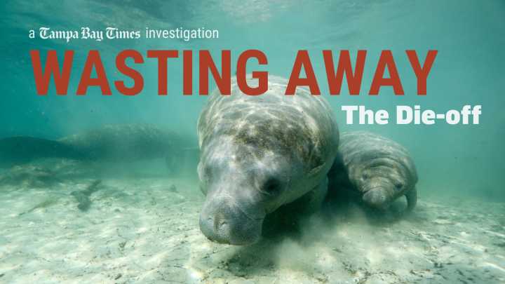 Wasting Away: Rampant pollution caused manatees to starve. Florida waters are getting worse.