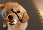 Dear Annie: I told my friend her passing her dog off as a ‘service’ animal is unethical. She won’t listen