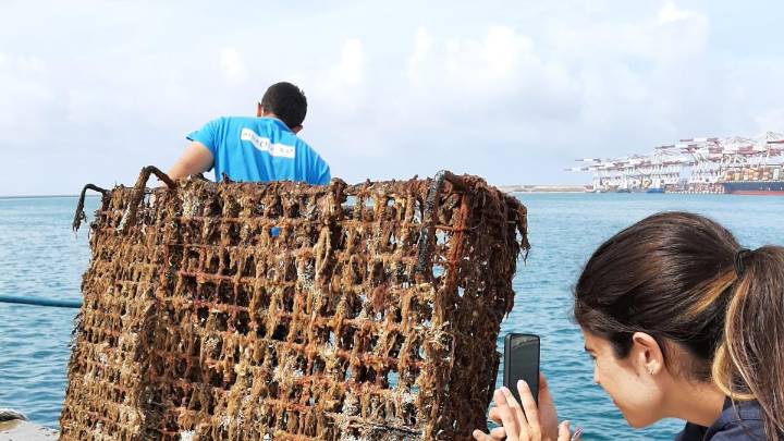 La acidificación del mar amenaza la pesca