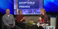Halloween safety tips for pet parents from QC Animal Welfare Center