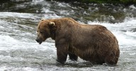 Chunk wins Alaska's popular Fat Bear Week contest