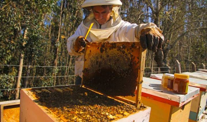 Más de 50 de pequeños productores participaron de Jornada Apícola en Los Ángeles