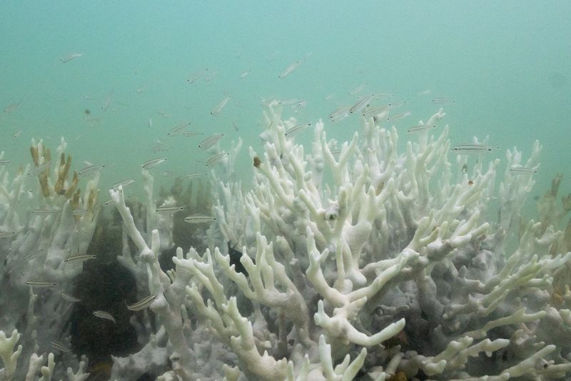 Climate tipping points are being crossed, scientists warn ahead of COP30