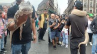 Detienen a sujetos que exhibían animales exóticos en el Zócalo
