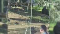 San Diego Zoo gorilla breaks glass of enclosure