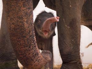 Adorable baby elephant takes its first steps at Texas zoo