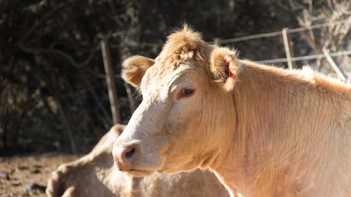 Muere una mujer de 31 años tras se arrollada por una vaca en un desfile de ganado en San Froilán, Lugo