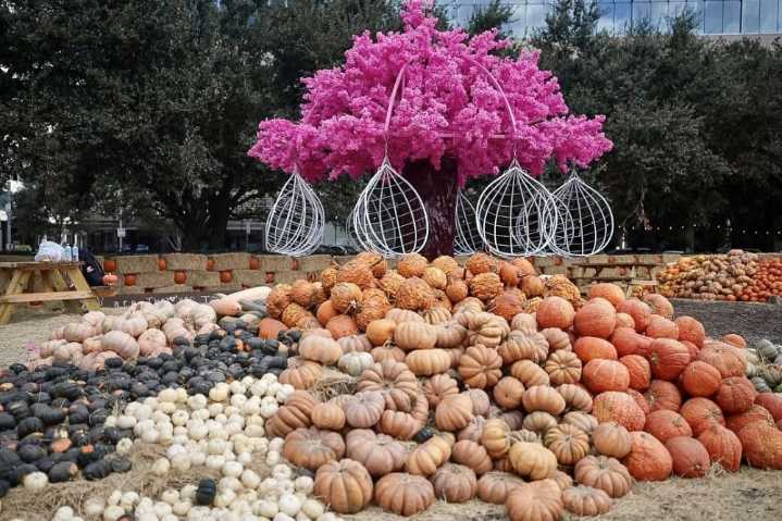 Check out these 7 pumpkin patches and ...