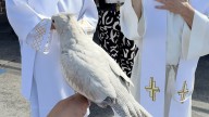 Watch video of pets across the US getting blessed for St. Francis Day