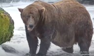 Chunk, 1,200 pounds and with a broken jaw, wins Alaska’s Fat Bear Week