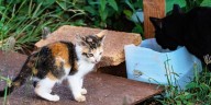 Kentucky city announces plan to deal with large population of cats