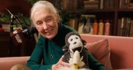 Fallece Jane Goodall, etóloga británica pionera en el estudio de los chimpancés