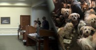 Bethel woman to serve 30 days in jail for animal cruelty after dozens of animals found covered in urine, feces