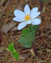 Outdoors column: Yard plant inventory yields joys, surprises