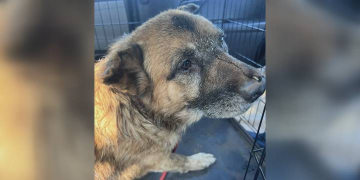 Outrage after dog put down due to alleged neglect