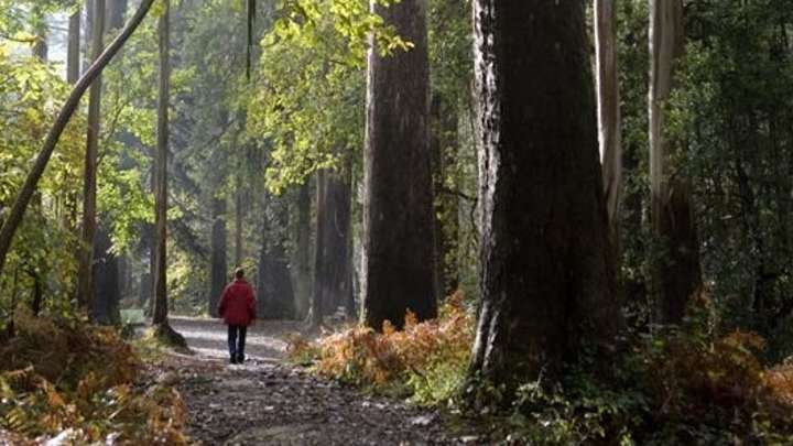 Sumérgete en la naturaleza: el poder del shinrin