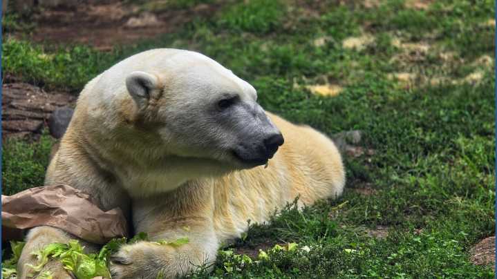 Toledo-born polar bear heading to new home for breeding program