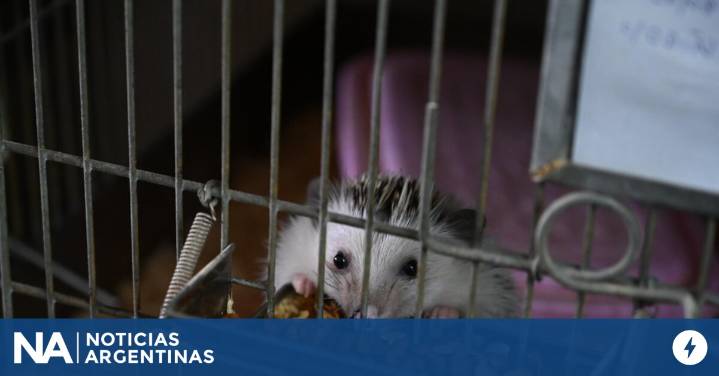 Rescataron a 87 erizos africanos en un criadero ilegal de Balvanera