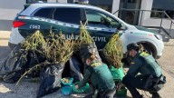 La Guardia Civil desmantela una plantación de marihuana en La Litera
