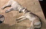 Hearts Melt at Way Dog ‘Best Friends’ Sleep Together Every Night